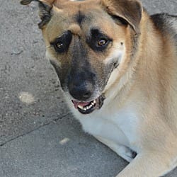 Photo of Rambo, adoptable German Shepherd Dog in Boulder, Colorado