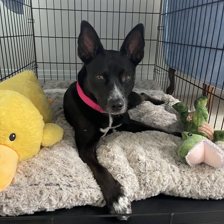 Photo of Melody, adoptable Cattle Dog in Riverwoods, Illinois