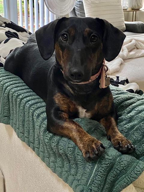 Photo of Daisy - Bonded With Norman - So Ca, adoptable Dachshund in Los Angeles, California