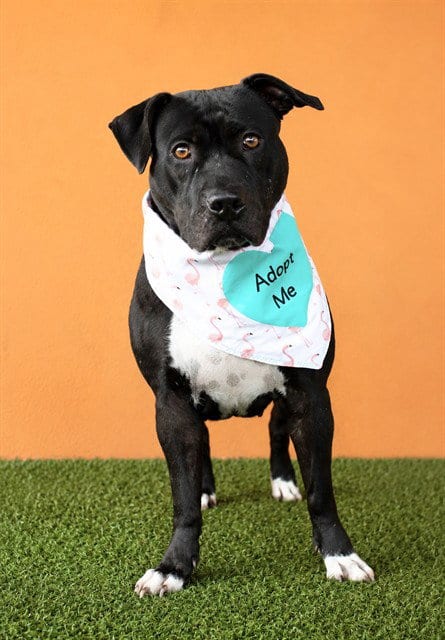 Photo of Loonie, adoptable American Staffordshire Terrier in Miami, Florida