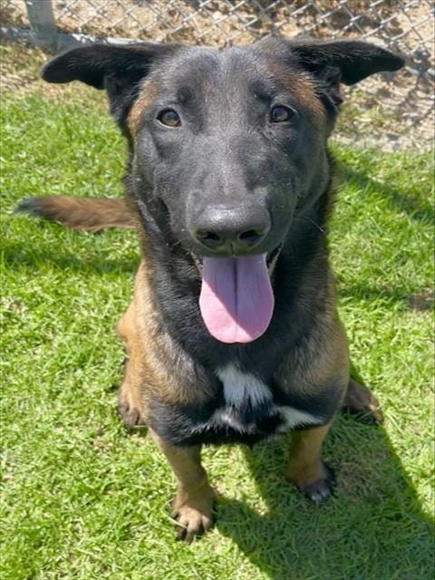 Photo of Meljoy, adoptable Belgian Shepherd Malinois in San Bernardino, California