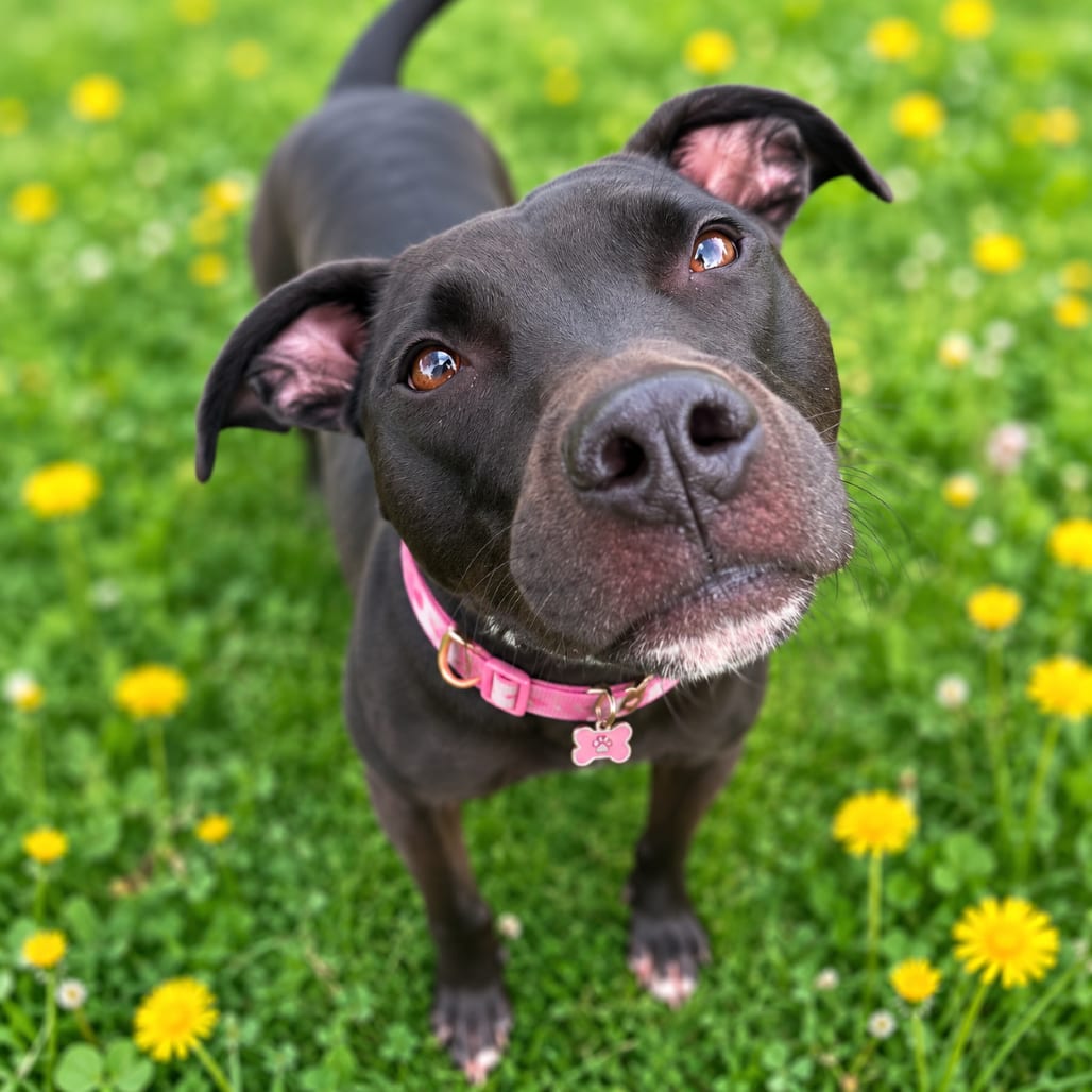 Photo of Winnie, adoptable Mixed Breed (Medium) in Binghamton, New York