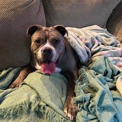 Photo of Kylie SSP, adoptable Bull Terrier American Bulldog in Hartford, Connecticut