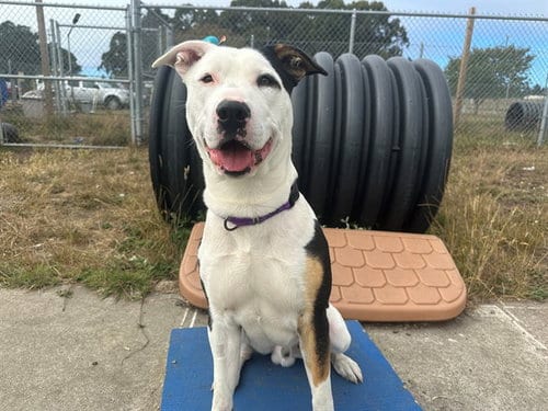 Photo of Parker, adoptable Pit Bull Terrier in McKinleyville, California