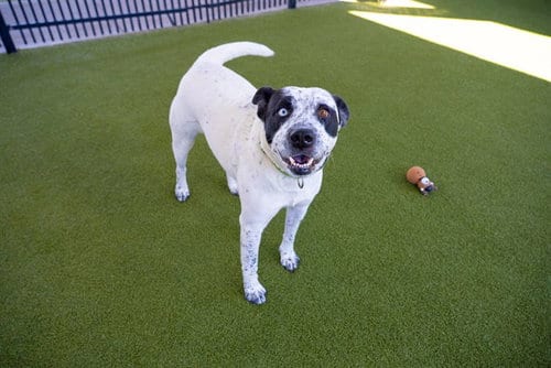 Photo of Posey, adoptable Australian Cattle Dog/Blue Heeler in Waco, Texas
