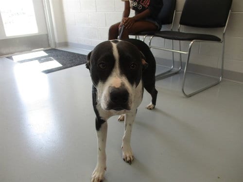 Photo of Eniah, adoptable American Pit Bull Terrier in Ocala, Florida