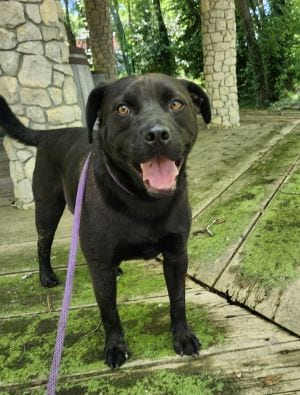 Photo of Colt, adoptable Labrador Retriever in Savannah, Missouri