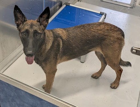 Photo of Scout, adoptable Belgian Shepherd Malinois in Rowlett, Texas