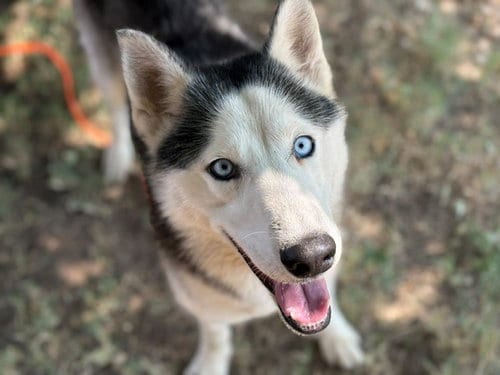 Photo of June, adoptable Siberian Husky in Tulsa, Oklahoma