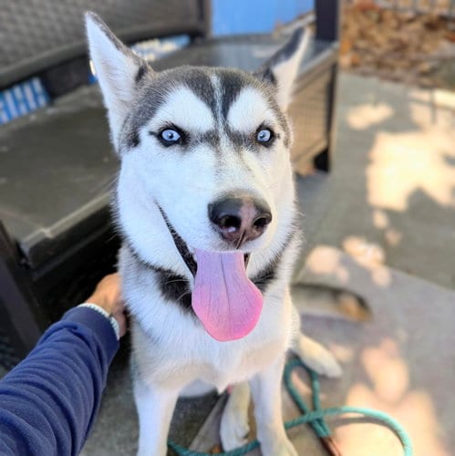 Photo of Orbit, adoptable Siberian Husky in Oakland, California