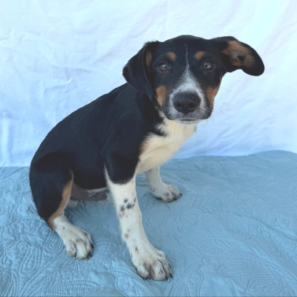 Photo of Moony, adoptable Mixed Breed (Medium) in Buffalo, Minnesota
