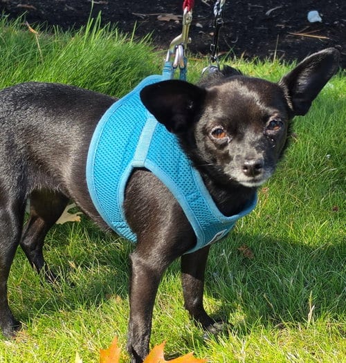 Photo of Nala, adoptable Chihuahua in Bellevue, Washington