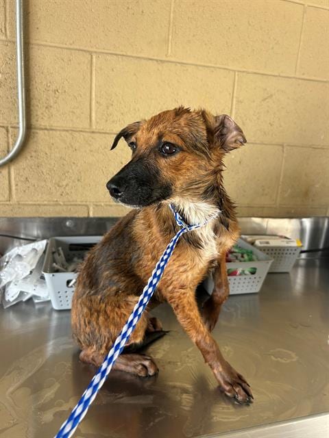 Photo of A170027, adoptable German Shepherd Dog in Bakersfield, California