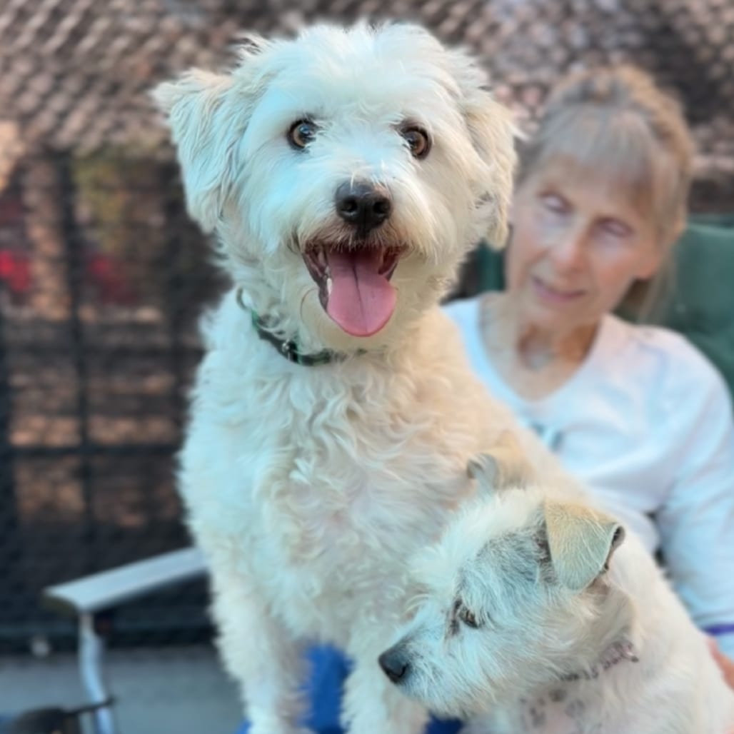Photo of Snowball A5804678, adoptable Terrier in Hayden, Idaho