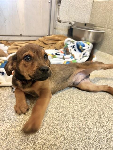 Photo of Abu, adoptable Boxer in Statesville, North Carolina