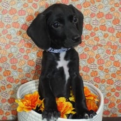 Photo of Ava, adoptable Labrador Retriever Hound (Unknown Type) in Frederick, Maryland