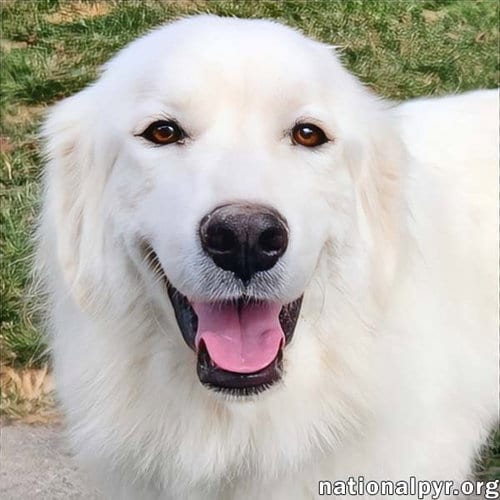 Photo of Kami in KY - Sweet & Playful, adoptable Great Pyrenees in Beacon, New York
