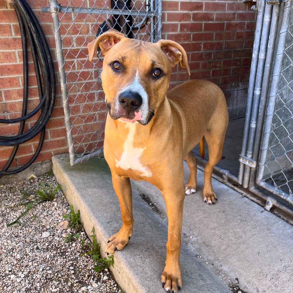 Photo of Tuck, adoptable Retriever, Labrador / Terrier in South Elgin, Illinois