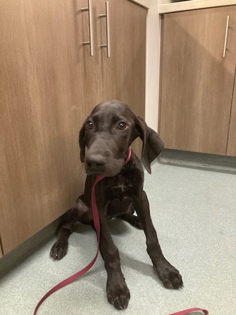 Photo of Scout, adoptable Labrador Retriever in Baytown, Texas
