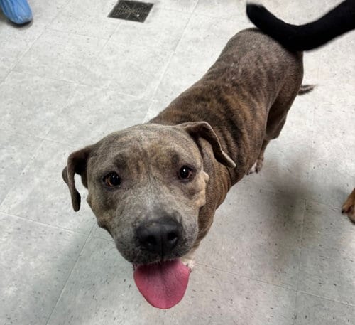 Photo of Patty, adoptable Pit Bull Terrier in Houston, Texas