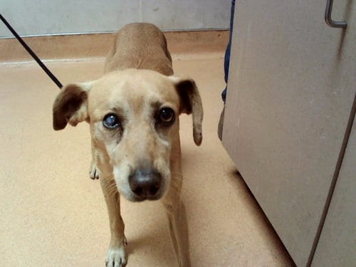 Photo of Anchovy, adoptable Terrier in Martinez, California
