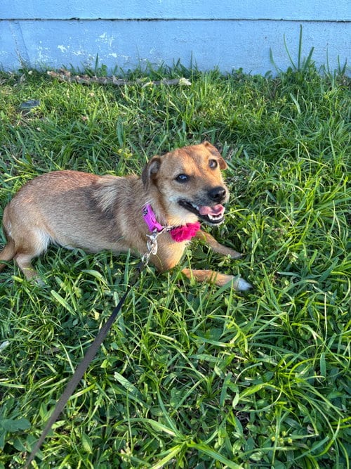 Photo of Dayse, adoptable Terrier in Margate, Florida