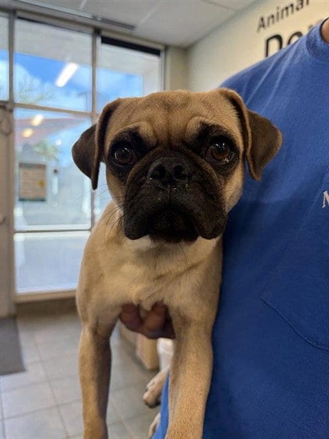 Photo of Stanley, adoptable Pug in San Antonio, Texas