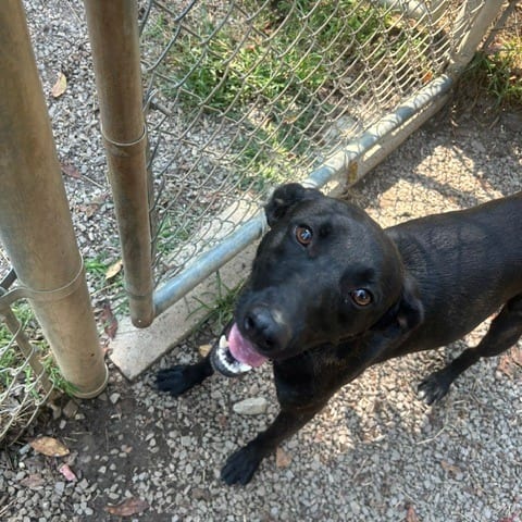 Photo of Scout, adoptable Mountain Cur / Mix