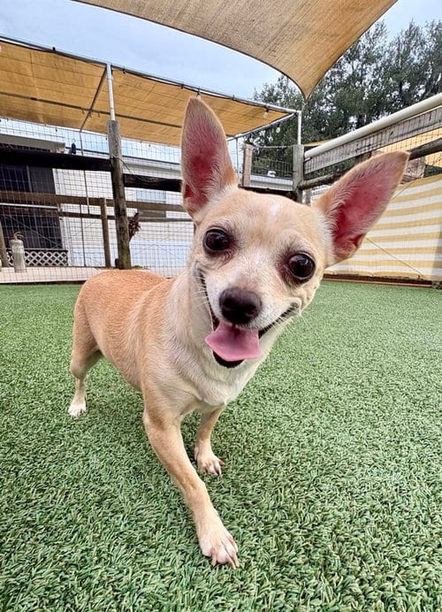 Photo of Tennessee, adoptable Chihuahua in oakland, Florida