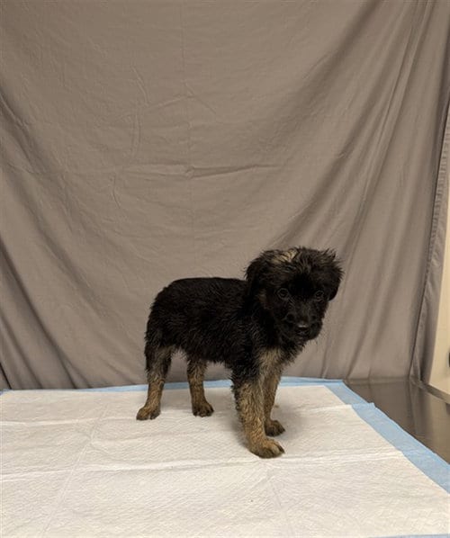 Photo of Annie, adoptable German Shepherd Dog in Agoura, California