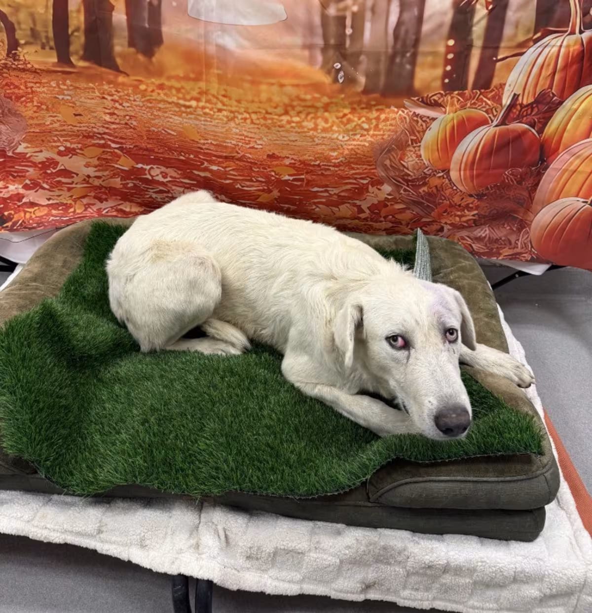 Photo of Johnny, adoptable Great Pyrenees in Porterville, California