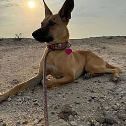 Photo of Lulu, adoptable Saluki in Round Hill, Virginia