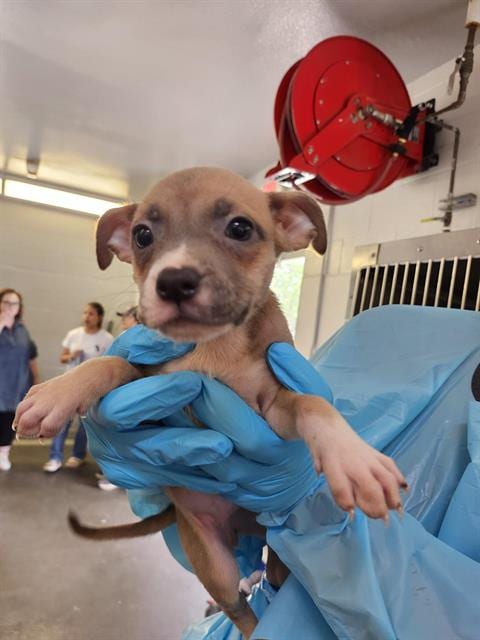 Photo of Olive, adoptable American Staffordshire Terrier in San Antonio, Texas