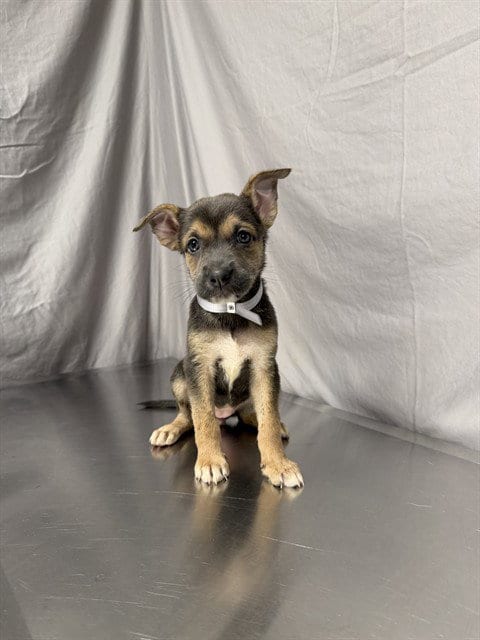 Photo of Honey, adoptable German Shepherd Dog in Agoura, California