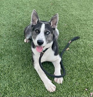 Photo of Sweetums, adoptable Border Collie in Baytown, Texas