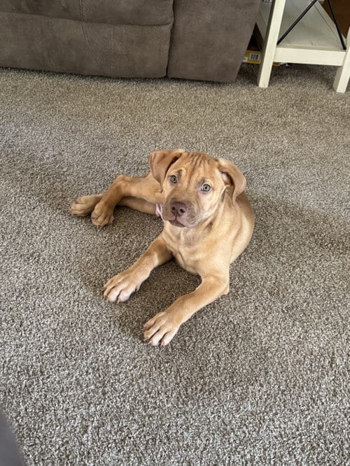 Photo of Pierre- Belles & Beau Litter, adoptable American Staffordshire Terrier in Holly Springs, North Carolina
