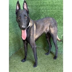 Photo of Shadow, adoptable Belgian Malinois German Shepherd Dog in Lancaster, California