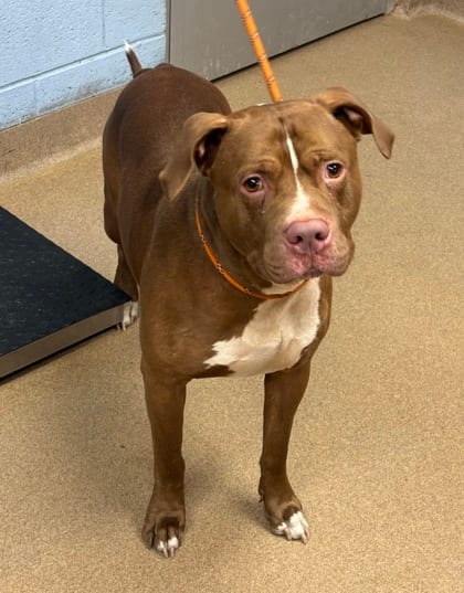 Photo of Lighthouse, adoptable dog in Chamblee, Georgia