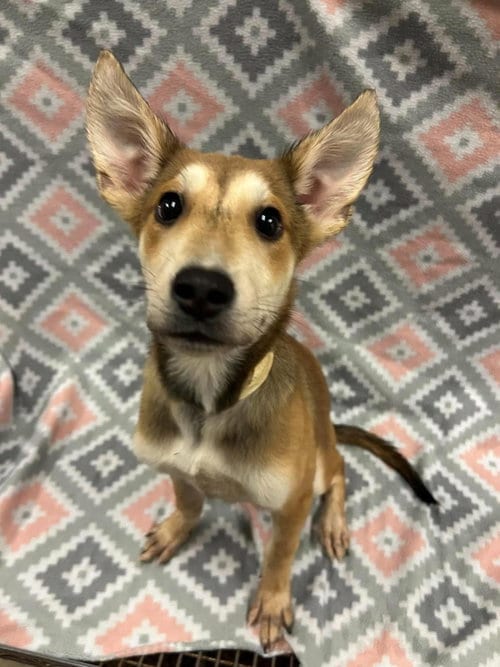 Photo of Jenga, adoptable Shepherd in Rockwall, Texas