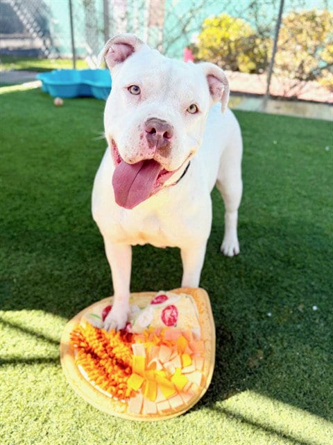 Photo of Amber, adoptable Pit Bull Terrier in Agoura, California