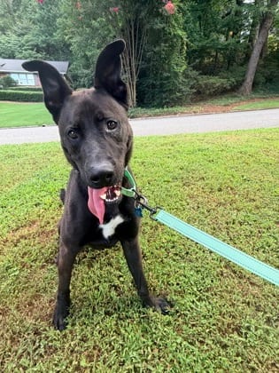 Photo of Venmo, adoptable dog in Chamblee, Georgia