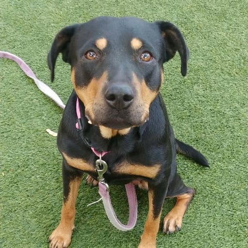 Photo of Poppyseed, adoptable Rottweiler in Las Vegas, Nevada