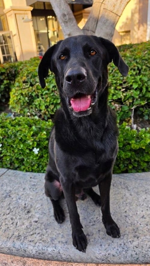 Photo of Simon, adoptable Labrador Retriever in Newport Beach, California