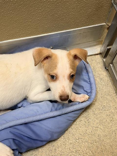 Photo of Mercury, adoptable Husky in San Antonio, Texas
