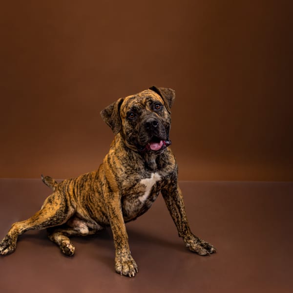 Photo of Hammy Hw+, adoptable Mastiff cross in Lawrenceville, Georgia