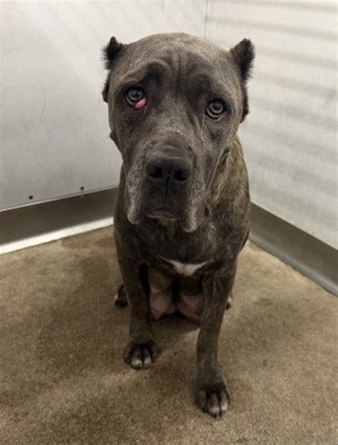 Photo of Dana, adoptable Cane Corso Mastiff in San Bernardino, California