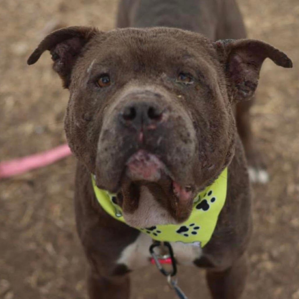 Photo of Bouncer, adoptable Terrier, American Staffordshire in San Antonio, Texas