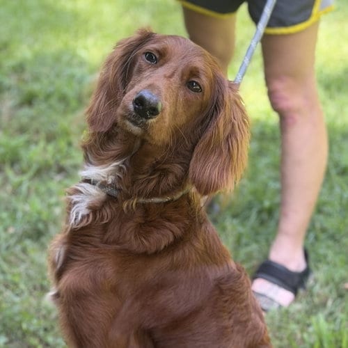 Photo of Lady, adoptable Irish Setter in Yardley, Pennsylvania