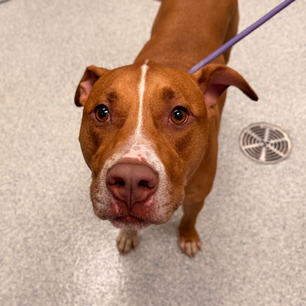 Photo of Tank, adoptable Terrier, Pit Bull in Spartanburg, South Carolina