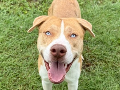 Photo of Luke, adoptable dog in Georgetown, Texas